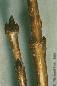 Aceraceae Acer saccharum - sugar maple: Twigs showing opposite leaf arrangement.