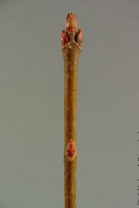 Aceraceae Acer saccharinum - silver maple:  Twig showing opposite leaf arrangement.  When crushed, twigs are malodorous, smelling of dirty laundry.