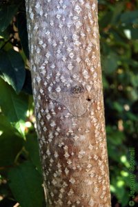 Simaroubaceae Ailanthus altissima - tree of heaven: Bark of a tree 2 inches in diameter at breast height.
