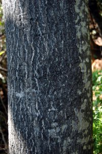 Simaroubaceae Ailanthus altissima - tree of heaven: Bark of a tree 12 inches in diameter at breast height.