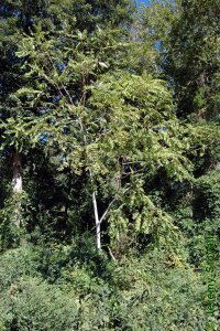 Simaroubaceae Ailanthus altissima - tree of heaven: Form of a medium sized (40 feet total height) tree growing on the edge of a woodlot.