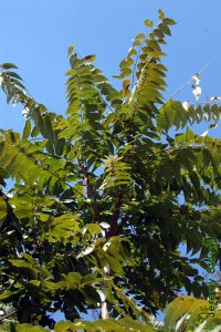Simaroubaceae Ailanthus altissima - tree of heaven: Form, can be a large tree.