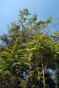 Simaroubaceae Ailanthus altissima - tree of heaven: Form, can be a large tree.