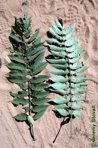 Simaroubaceae Ailanthus altissima - tree of heaven: Leaves, alternate, pinnately compound, malodorous when crushed, with a scent like rancid peanut butter.