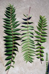 Simaroubaceae Ailanthus altissima - tree of heaven: Leaves, alternate, pinnately compound, malodorous when crushed, with a scent like rancid peanut butter.