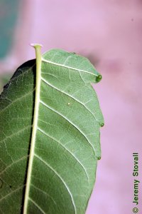 Simaroubaceae Ailanthus altissima - tree of heaven: Leaflet showing the glands like large sand grains found on distinct teeth near the base of most leaflets.