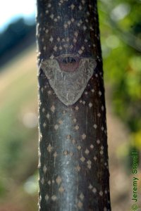 Simaroubaceae Ailanthus altissima - tree of heaven: Twig, showing a large, shield-shaped leaf scar.