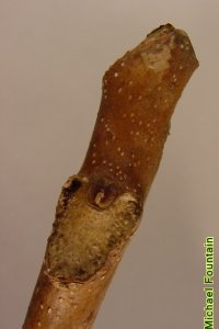 Simaroubaceae Ailanthus altissima - tree of heaven: Twig, stout, with alternate large, shield-shaped leaf scars.