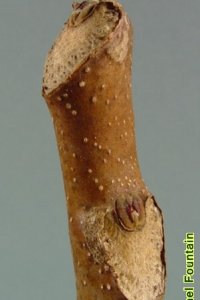 Simaroubaceae Ailanthus altissima - tree of heaven: Twig, stout, with alternate large, shield-shaped leaf scars.