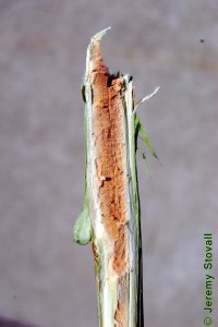 Simaroubaceae Ailanthus altissima - tree of heaven: Twig, showing a tan, pungently aromatic pith that resembles peanut butter.