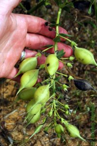 Fabaceae Baptisia bracteata var. leucophaea- longbract wild indigo: Fruit, legume with typically round shape and elongated tip. All parts of plant eventually turn black upon senescence.