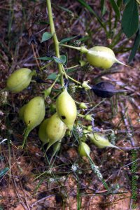 Fabaceae Baptisia bracteata var. leucophaea- longbract wild indigo: Fruit, legume with typically round shape and elongated tip.  All parts of plant eventually turn black upon senescence.