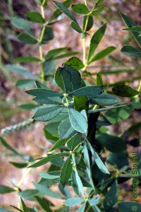 Fabaceae Baptisia bracteata var. leucophaea- longbract wild indigo: Leaves, alternate, trifoliately compound.