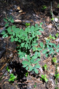 Fabaceae Baptisia nuttalliana - Nuttall&#039;s wild indigo: Form, small shrub reproducing vegetatively in clusters.
