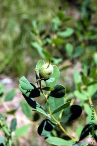 Fabaceae Baptisia nuttalliana - Nuttall&#039;s wild indigo: Fruit, legume with typically round shape and elongated tip.