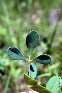 Fabaceae Baptisia nuttalliana - Nuttall&#039;s wild indigo: Leaf, alternate, trifoliately compound.