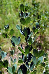 Fabaceae Baptisia nuttalliana - Nuttall&#039;s wild indigo: Form, small shrub reproducing vegetatively in clusters.