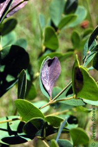 Fabaceae Baptisia nuttalliana - Nuttall&#039;s wild indigo: Leaf, alternate, trifoliately compound.  All parts of plant eventually turn black upon senescence.