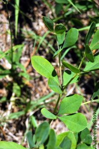 Fabaceae Baptisia nuttalliana - Nuttall&#039;s wild indigo: Leaves, alternate, trifoliately compound.