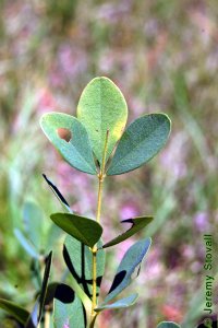 Fabaceae Baptisia nuttalliana - Nuttall&#039;s wild indigo: Leaf, alternate, trifoliately compound.