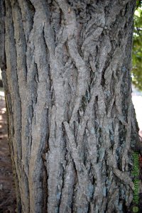 Fagaceae Castanea mollissima - Chinese chestnut: Bark of a tree 12 inches in diameter at breast height.