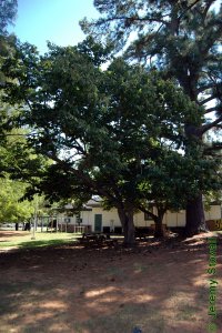Fagaceae Castanea mollissima - Chinese chestnut: Form, more like a fruit tree than a member of the beech family.