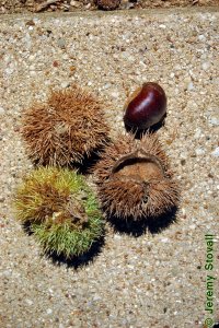 Fagaceae Castanea mollissima - Chinese chestnut: Fruit, nut, shiny brown, edible with a sweet meat, found in a spiny husk.