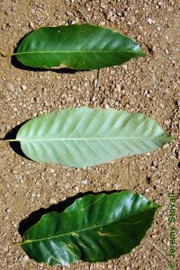 Fagaceae Castanea mollissima - Chinese chestnut: Leaves, alternate, simple, distinct parallel venation with each vein ending in a tooth.  Sun and shade leaves are very distinct.