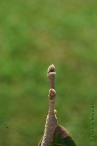 Fagaceae Castanea mollissima - Chinese chestnut: Twig showing alternate leaf arrangement, terminal buds slightly off center with grey scales on a grey twig.