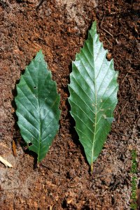 Fagaceae Castanea pumila - chinkapin: Leaves, alternate, simple, distinct parallel venation with each vein ending in a large tooth.
