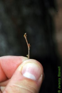 Fagaceae Castanea pumila - chinkapin: Twig showing alternate leaf arrangement.