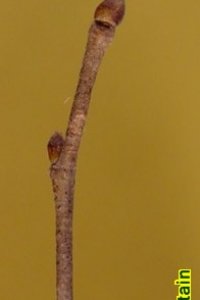 Fagaceae Castanea pumila - chinkapin: Twig showing alternate leaf arrangement, buds and leafscars off-center from one another.