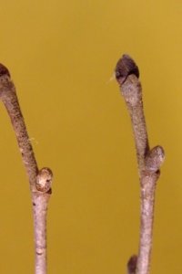 Fagaceae Castanea pumila - chinkapin: Twig showing alternate leaf arrangement, buds and leafscars off-center from one another.