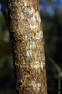 Bignoniaceae Catalpa speciosa - northern catalpa: Bark on a tree 3 inches in diameter at breast height.