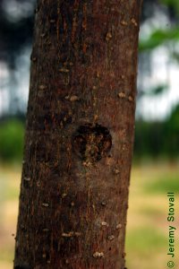 Bignoniaceae Catalpa speciosa - northern catalpa: Bark on a tree 2 inches in diameter at breast height.
