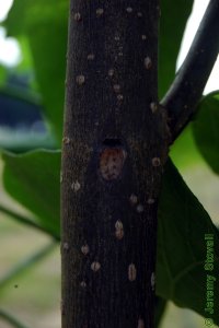 Bignoniaceae Catalpa speciosa - northern catalpa: Bark on a tree 1 inch in diameter at breast height.