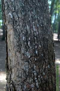 Bignoniaceae Catalpa speciosa - northern catalpa: Bark on a tree 12 inches in diameter at breast height.