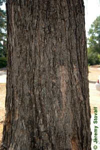Bignoniaceae Catalpa speciosa - northern catalpa: Bark on a tree 20 inches in diameter at breast height.