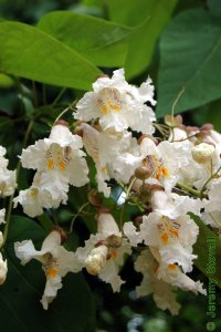 Bignoniaceae Catalpa speciosa - northern catalpa: Showy flowers.