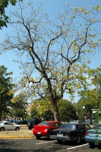 Bignoniaceae Catalpa speciosa - northern catalpa: Form of a large tree planted in an urban landscape.