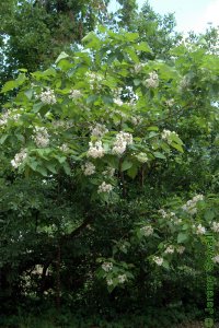 Bignoniaceae Catalpa speciosa - northern catalpa: Form of a small tree on the edge of a road.
