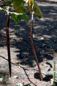 Bignoniaceae Catalpa speciosa - northern catalpa: Fruit, capsule, elongated and an obvious feature for ID throughout winter.