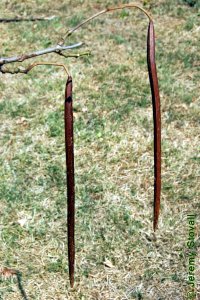 Bignoniaceae Catalpa speciosa - northern catalpa: Fruit, capsule, elongated and an obvious feature for ID throughout winter.