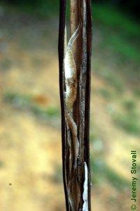 Bignoniaceae Catalpa speciosa - northern catalpa: Fruit, capsule, opened to reveal the long seeds with frayed, fiberous ends.