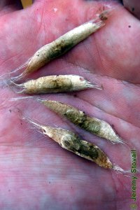 Bignoniaceae Catalpa speciosa - northern catalpa: Seeds with frayed, fibrous ends.