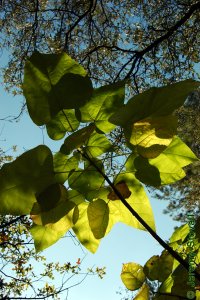 Bignoniaceae Catalpa speciosa - northern catalpa: Leaves, simple, whorled, cordate, can be large, about 1 foot long.