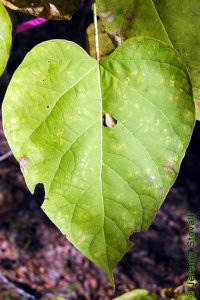 Bignoniaceae Catalpa speciosa - northern catalpa: Leaf, simple, whorled, cordate, can be large, about 1 foot long.