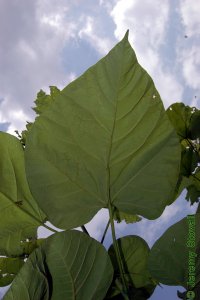 Bignoniaceae Catalpa speciosa - northern catalpa: Leaf, simple, whorled, cordate, can be large, about 1 foot long.