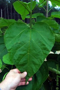 Bignoniaceae Catalpa speciosa - northern catalpa: Leaf, simple, whorled, cordate, can be large, about 1 foot long.