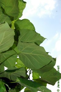 Bignoniaceae Catalpa speciosa - northern catalpa: Leaves, simple, whorled, cordate, can be large, about 1 foot long.
